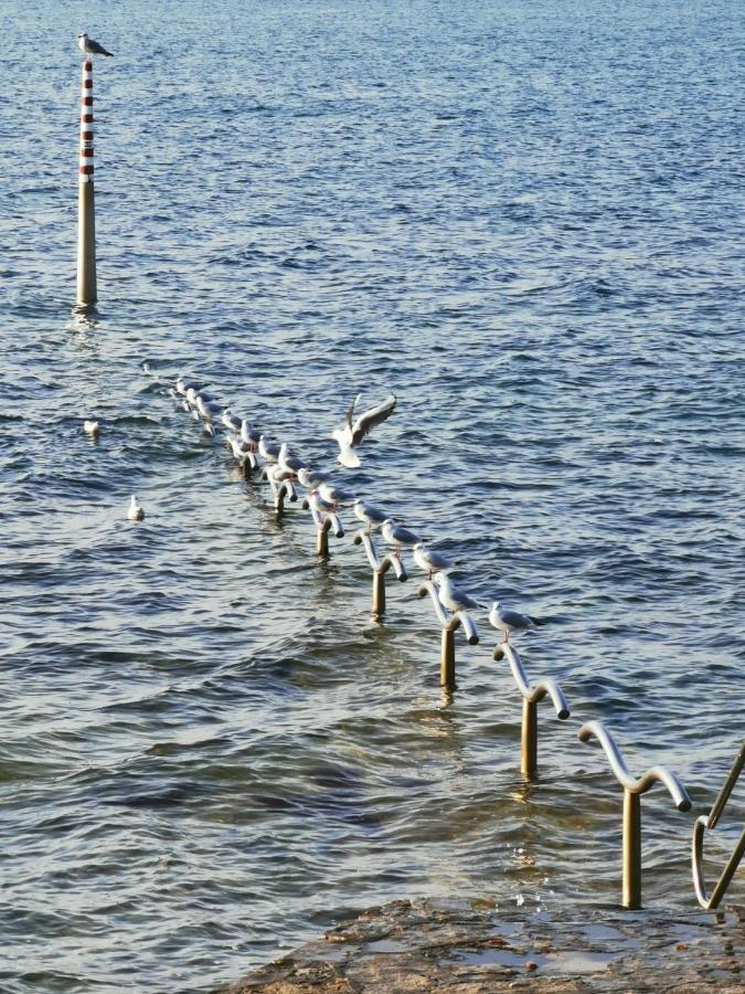 Nina Deluxe Superior 5 Star Apartment, Your Piece Of Heaven By The Sea & Park Novigrad  Екстер'єр фото